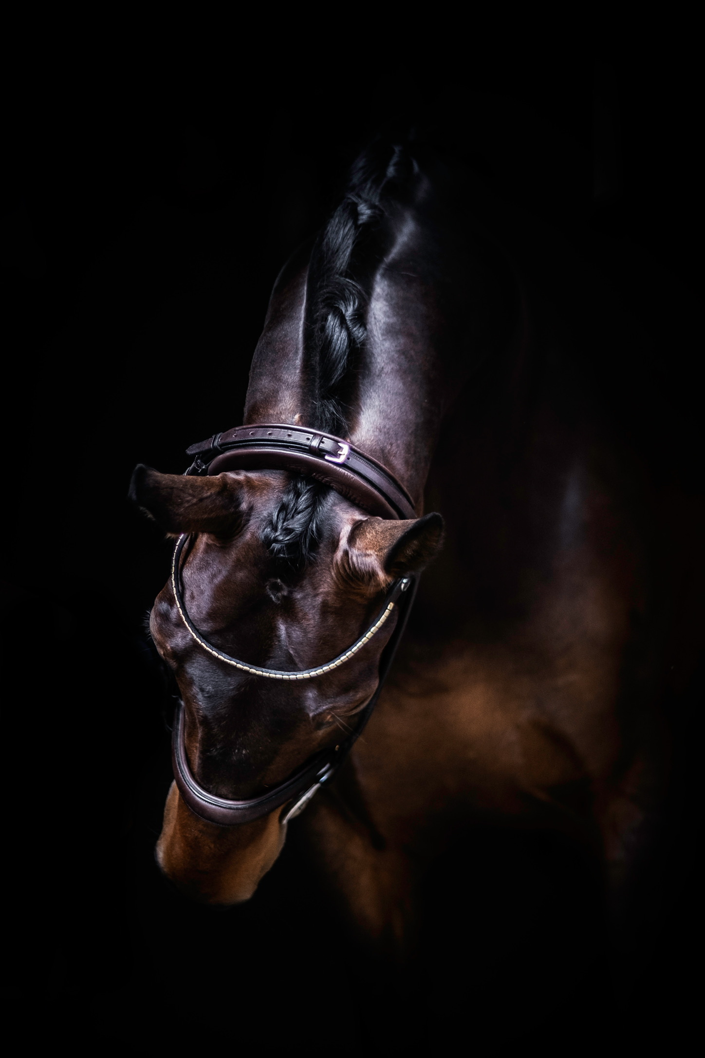 Clipique horse in dramatic light