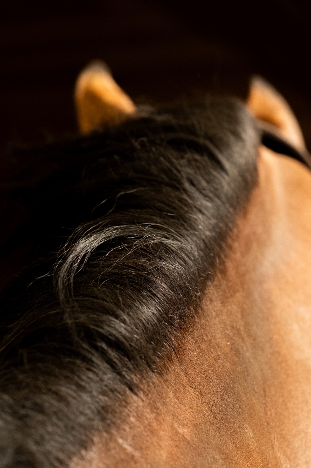 Mane detail at Stal De Eyckehoeve