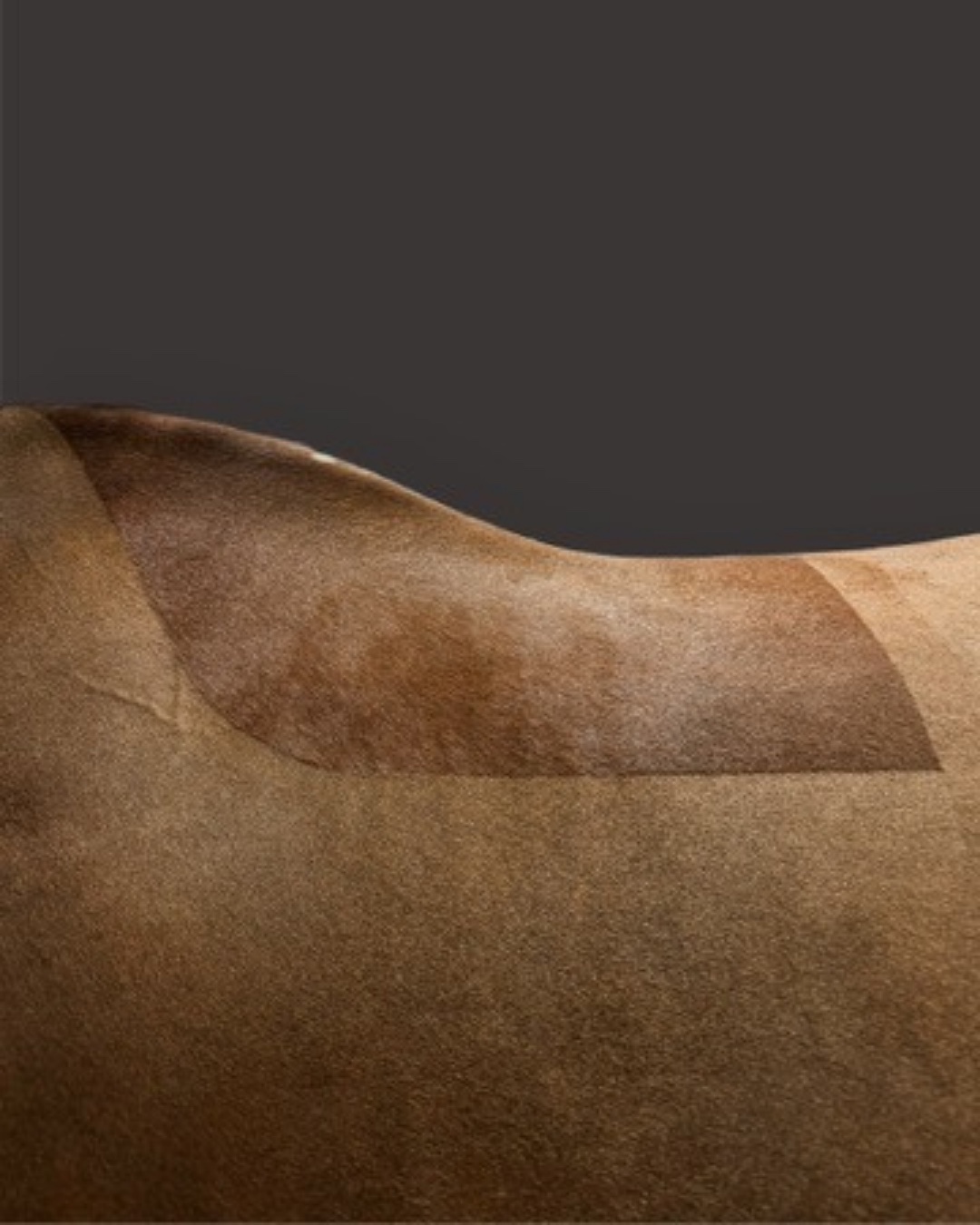 Detailed clipping pattern on a horse