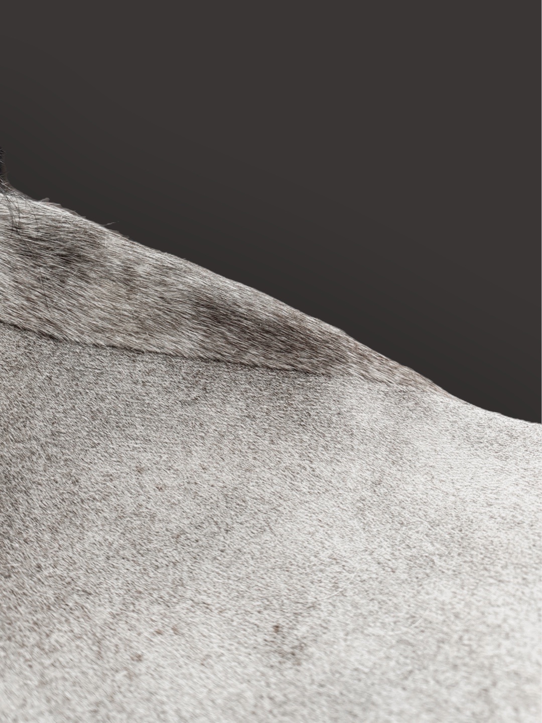 Grey horse coat finish — Eyckehoeve