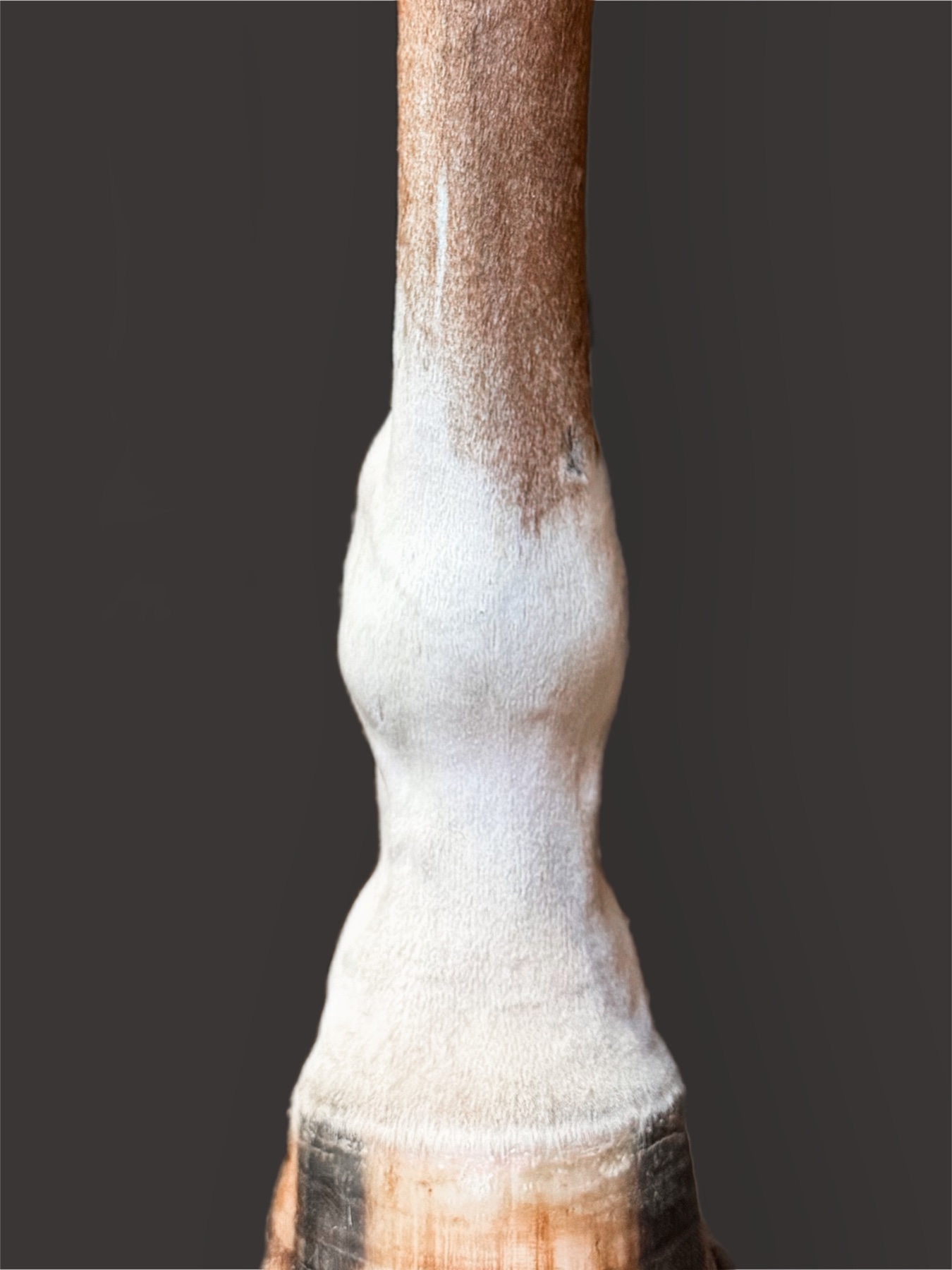 Leg clipping detail — Clipique