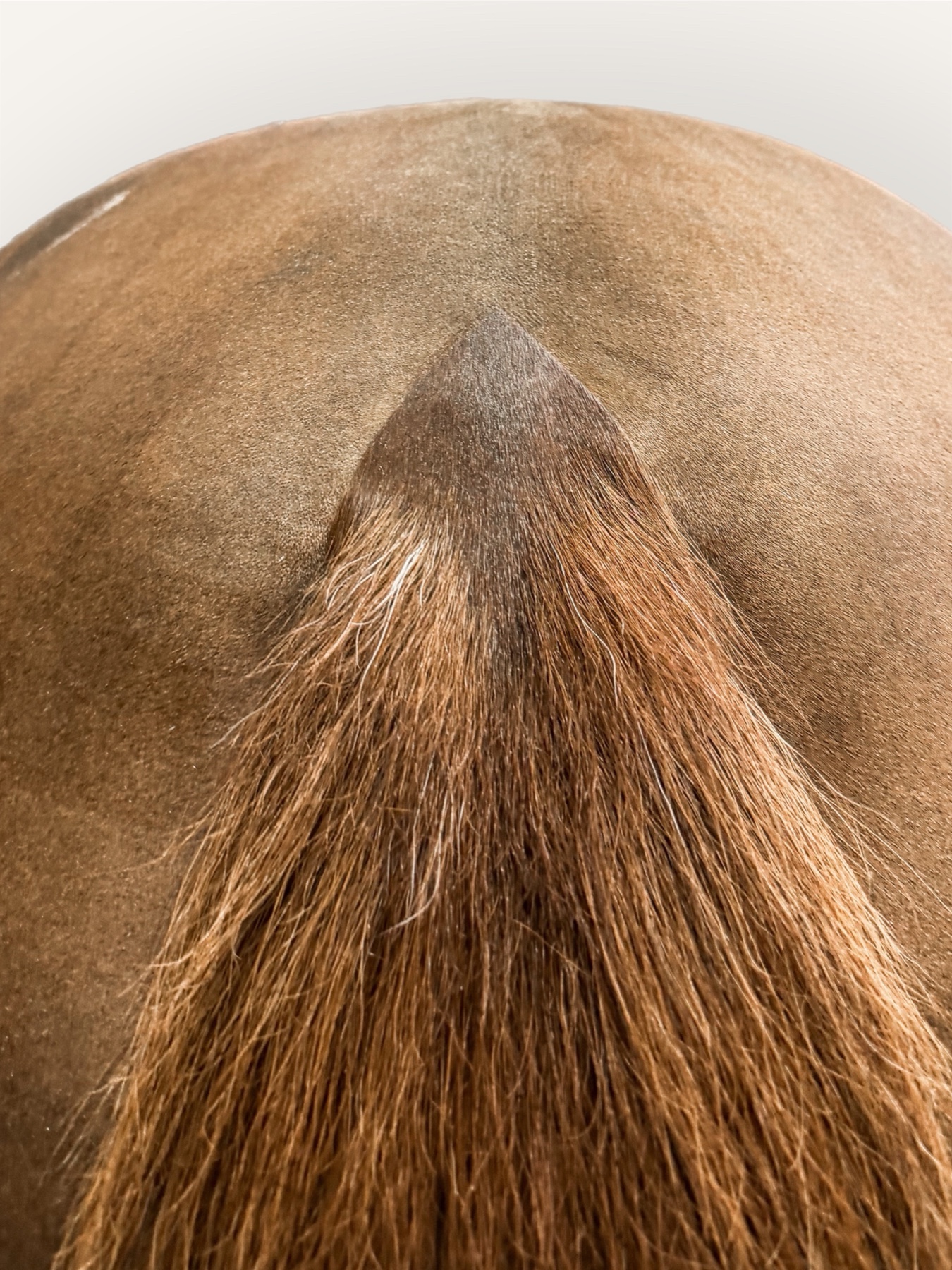 Tail clipping detail — Clipique